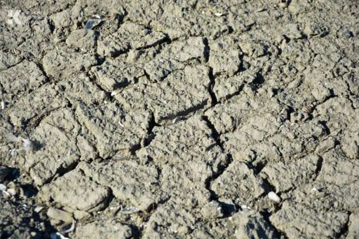 Бездіяльність влади — як в Криму втратили врожай зернових - фото 2